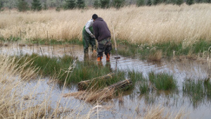 restoration planting