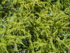 douglas boughs